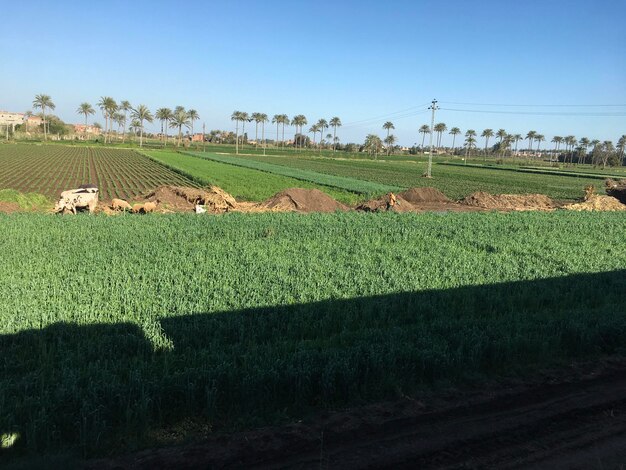 Scenic view of field against clear sky