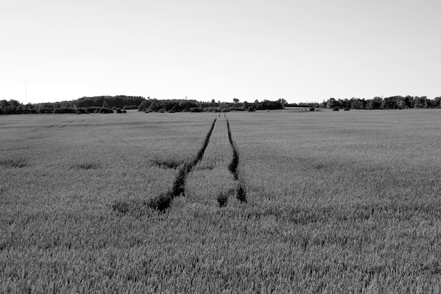 Photo scenic view of field against clear sky