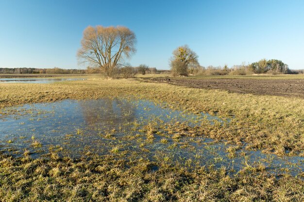 Scenic view of field against clear sky