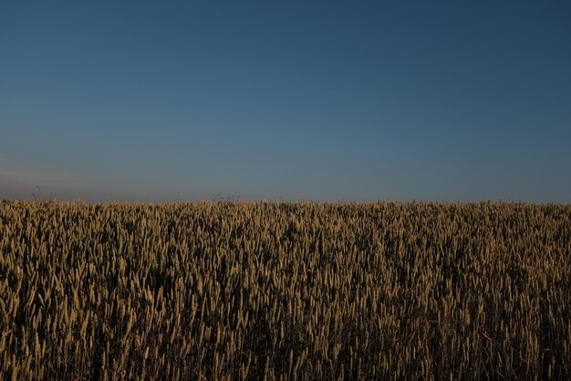 Scenic view of field against clear sky