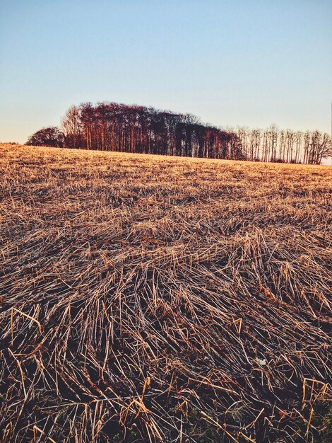 Photo scenic view of field against clear sky