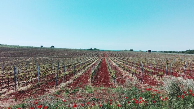 Scenic view of field against clear sky