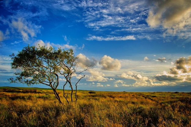 Scenic view of field against cloudy sky