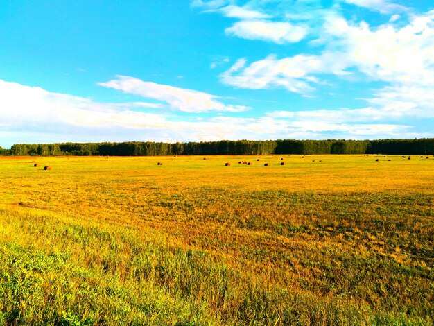 Scenic view of field against cloudy sky