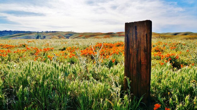 Scenic view of field against cloudy sky