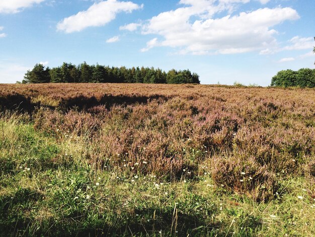 Scenic view of field against cloudy sky