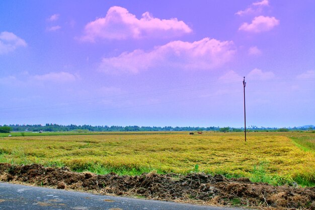 Scenic view of field against cloudy sky