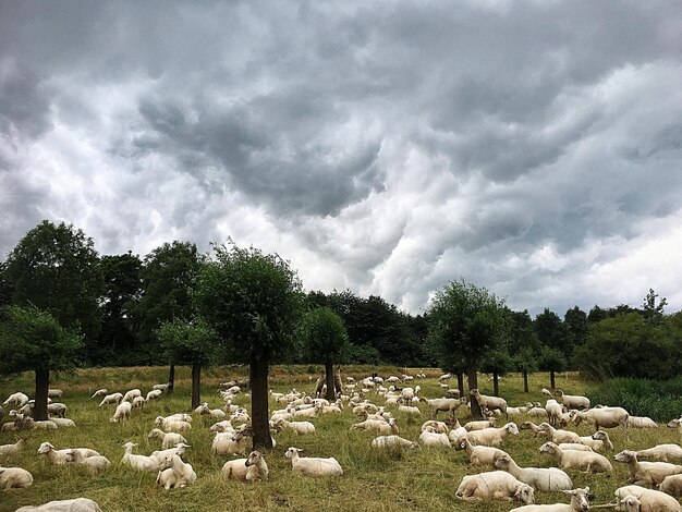 Photo scenic view of field against cloudy sky