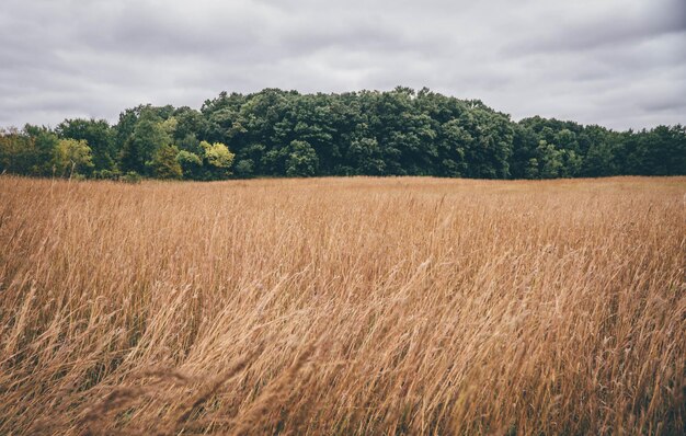 Scenic view of field against cloudy sky