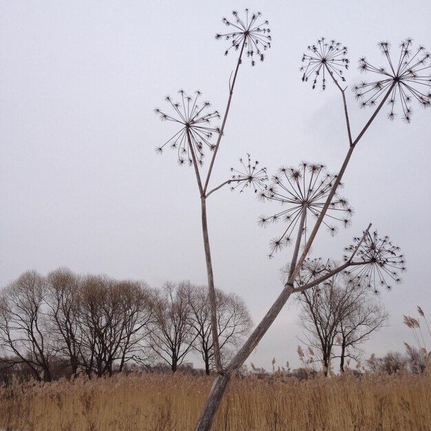 Scenic view of field against cloudy sky