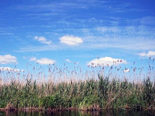 Photo scenic view of field against cloudy sky