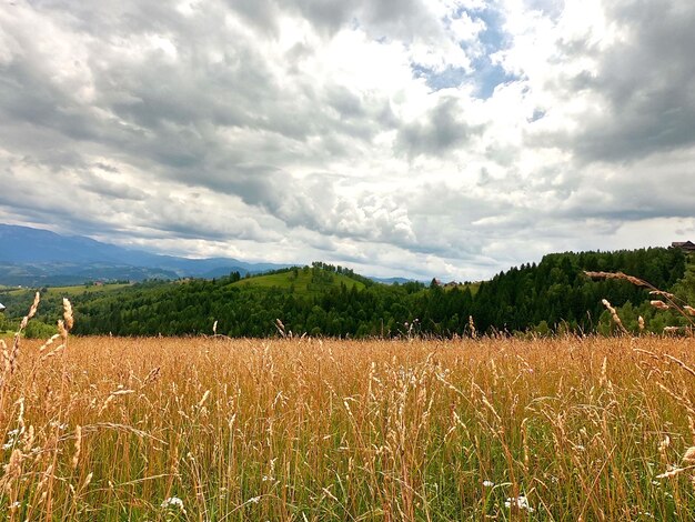 Scenic view of field against cloudy sky