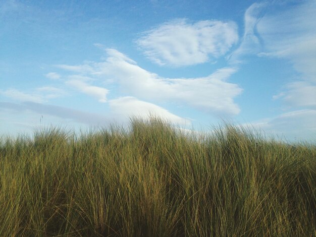 Photo scenic view of field against cloudy sky