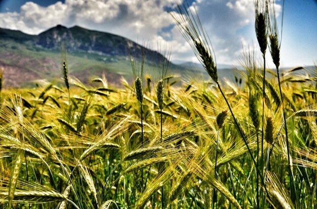 Foto vista panoramica del campo contro un cielo nuvoloso