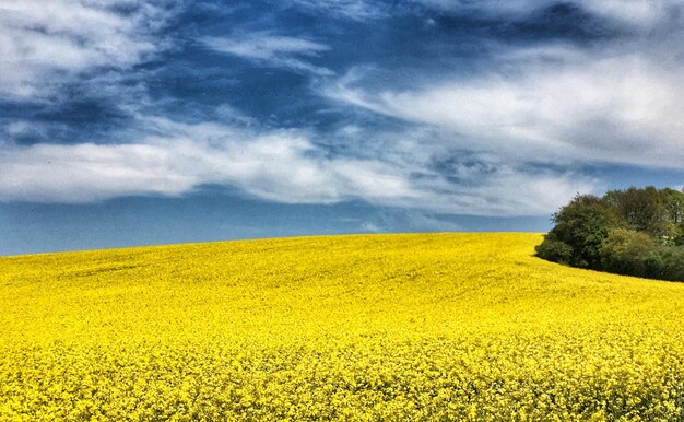 Scenic view of field against cloudy sky