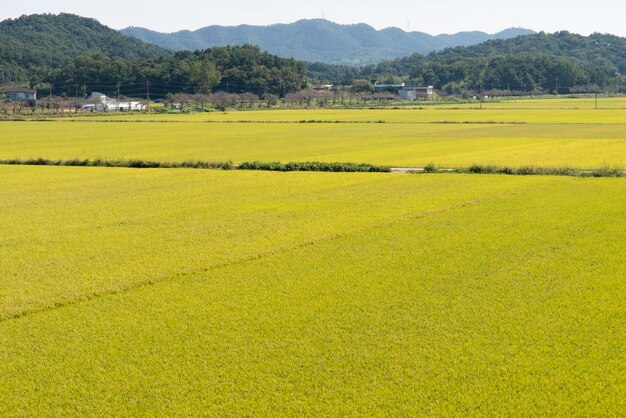 Scenic view of field against mountains