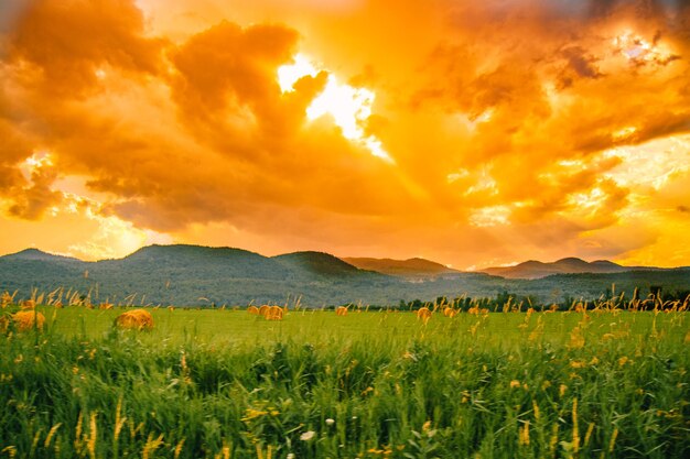 Scenic view of field against orange sky