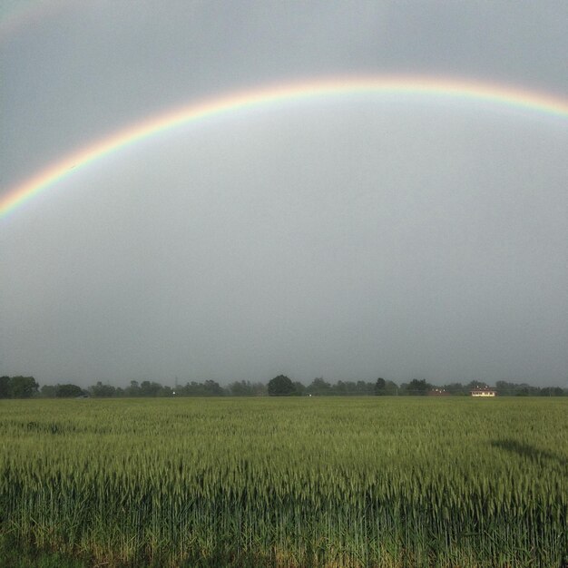 Scenic view of field against rainbow in sky