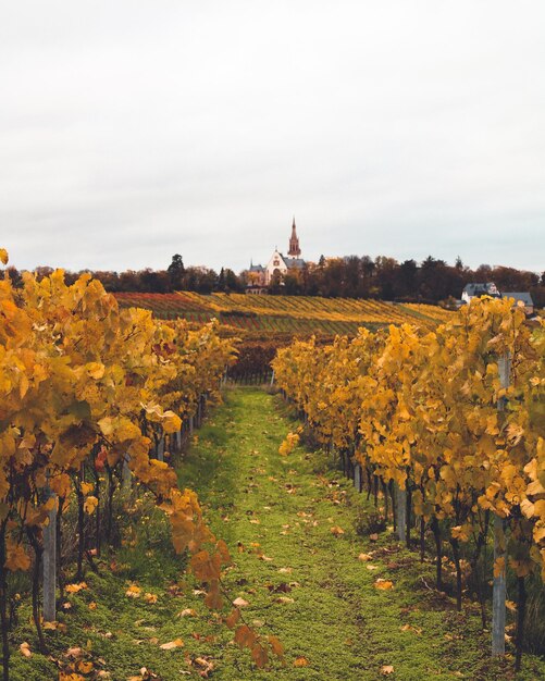 Scenic view of field against sky during autumn