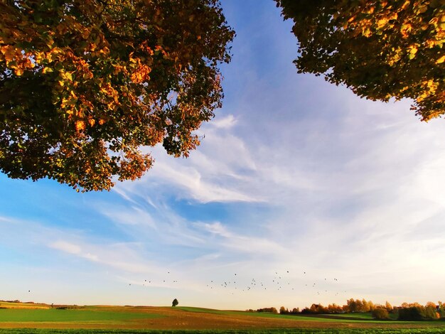 Foto vista panoramica del campo contro il cielo durante l'autunno