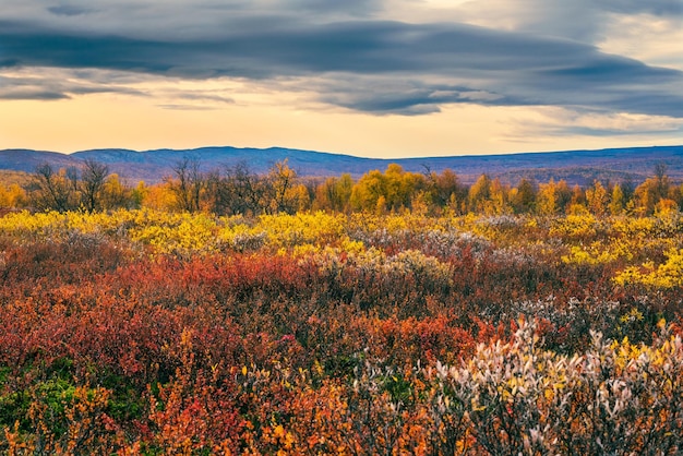 Scenic view of field against sky during autumn