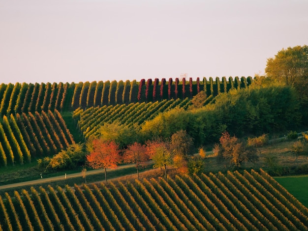 Photo scenic view of field against sky during autumn