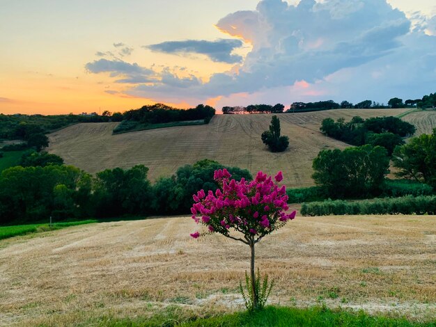 Foto vista panoramica del campo contro il cielo durante il tramonto