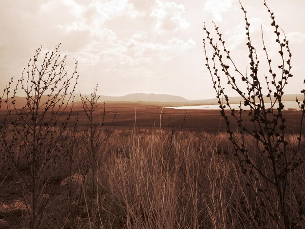 Scenic view of field against sky during sunset