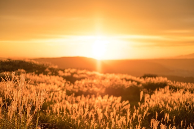 Photo scenic view of field against sky during sunset