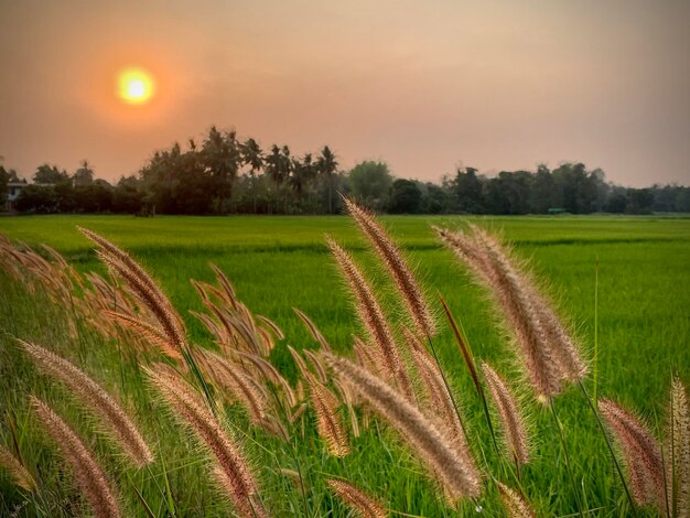 Photo scenic view of field against sky during sunset