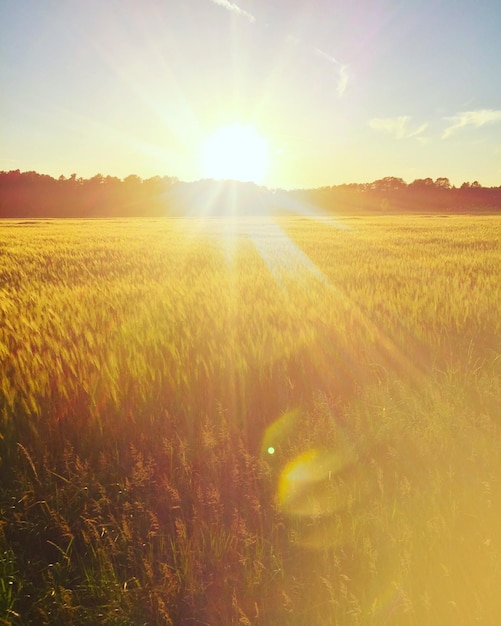 Photo scenic view of field against sky during sunset