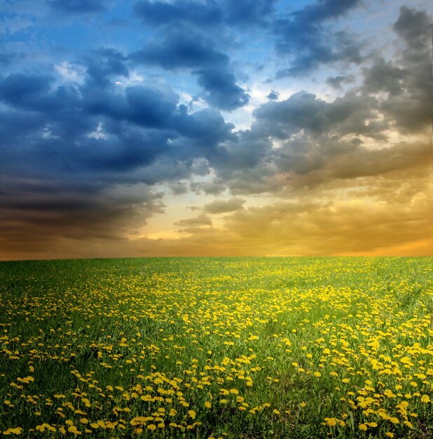 Scenic view of field against sky during sunset