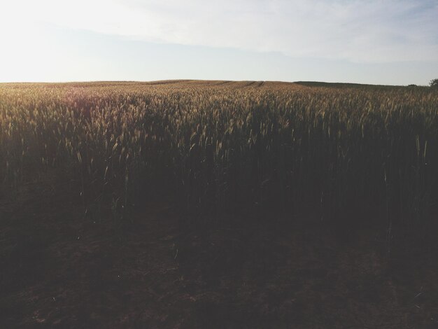 Photo scenic view of field against sky during sunset