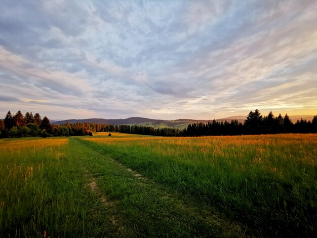 Scenic view of field against sky during sunset