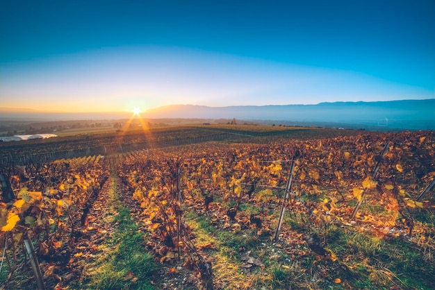 Scenic view of field against sky during sunset