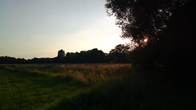 Scenic view of field against sky during sunset