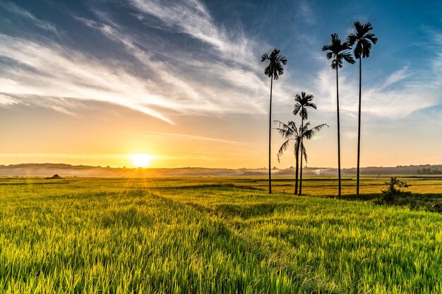 Scenic view of field against sky during sunset