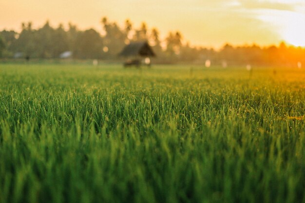 Scenic view of field against sky during sunset