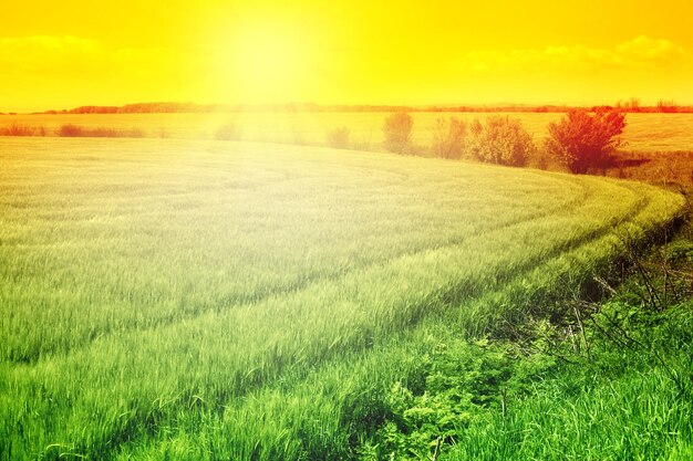 Scenic view of field against sky during sunset