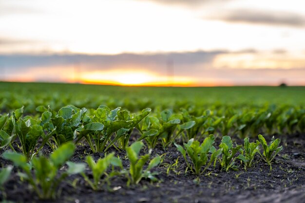 Scenic view of field against sky during sunset