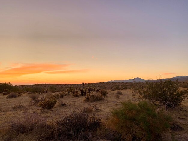 Scenic view of field against sky during sunset