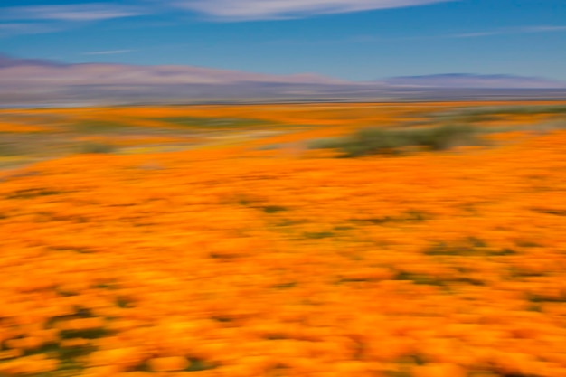 Scenic view of field against sky during sunset