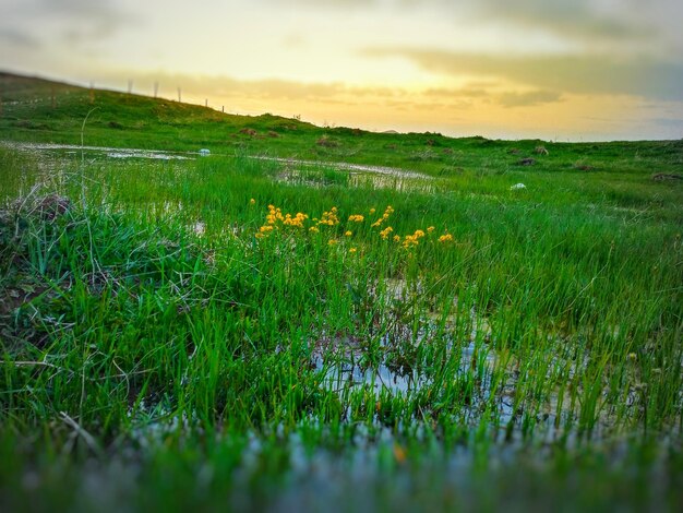 Scenic view of field against sky during sunset