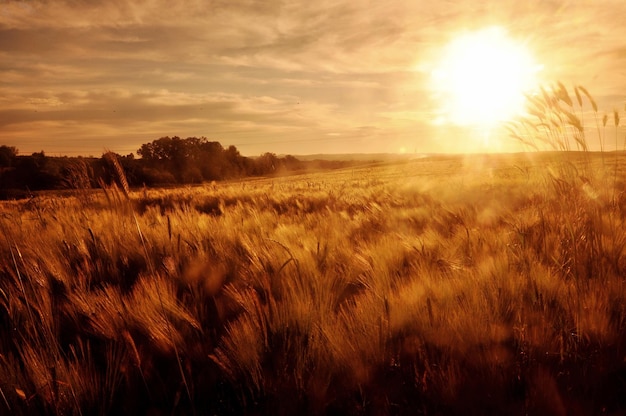 Scenic view of field against sky during sunset