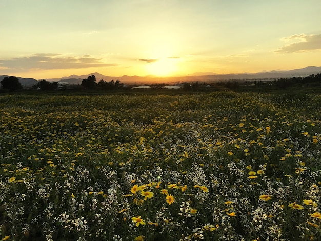 夕暮れの空を背景にした田舎の景色