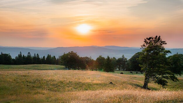 Scenic view of field against sky during sunset