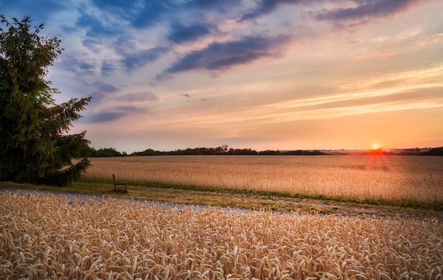 scenic view of field against sky during sunset