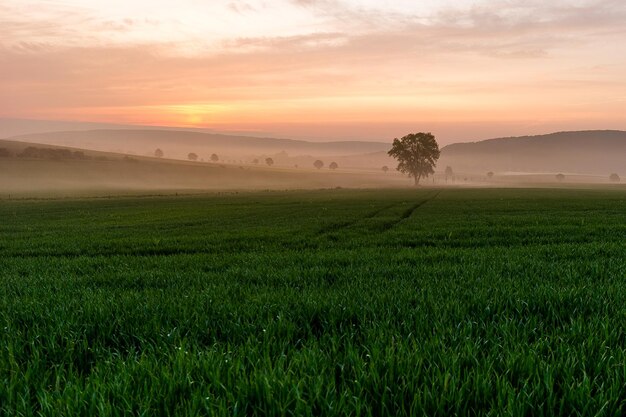 Scenic view of field against sky during sunset