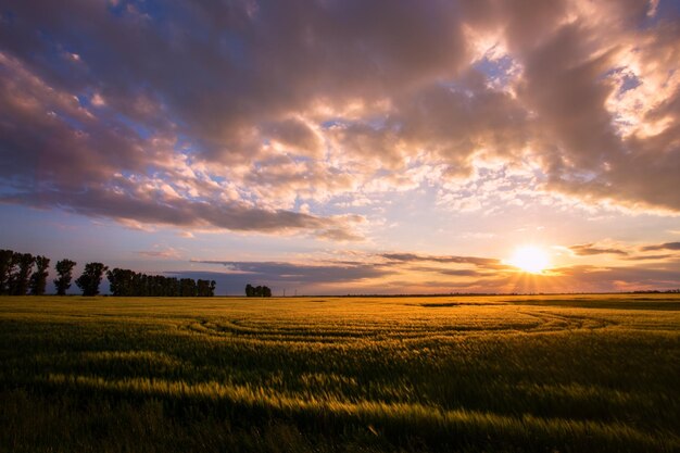 夕暮れの空を背景にした田舎の景色