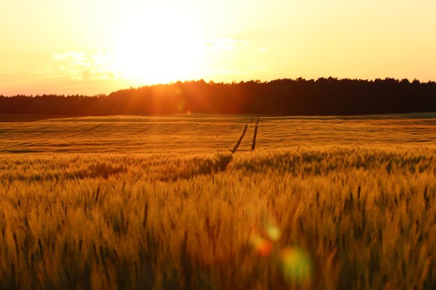 Scenic view of field against sky during sunset